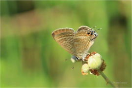 <p>MODRÁSEK CIZOKRAJNÝ (Lampides boeticus) Řecko - Kréta ---- /Long-tailed blue - Großer Wanderbläuling/</p>
